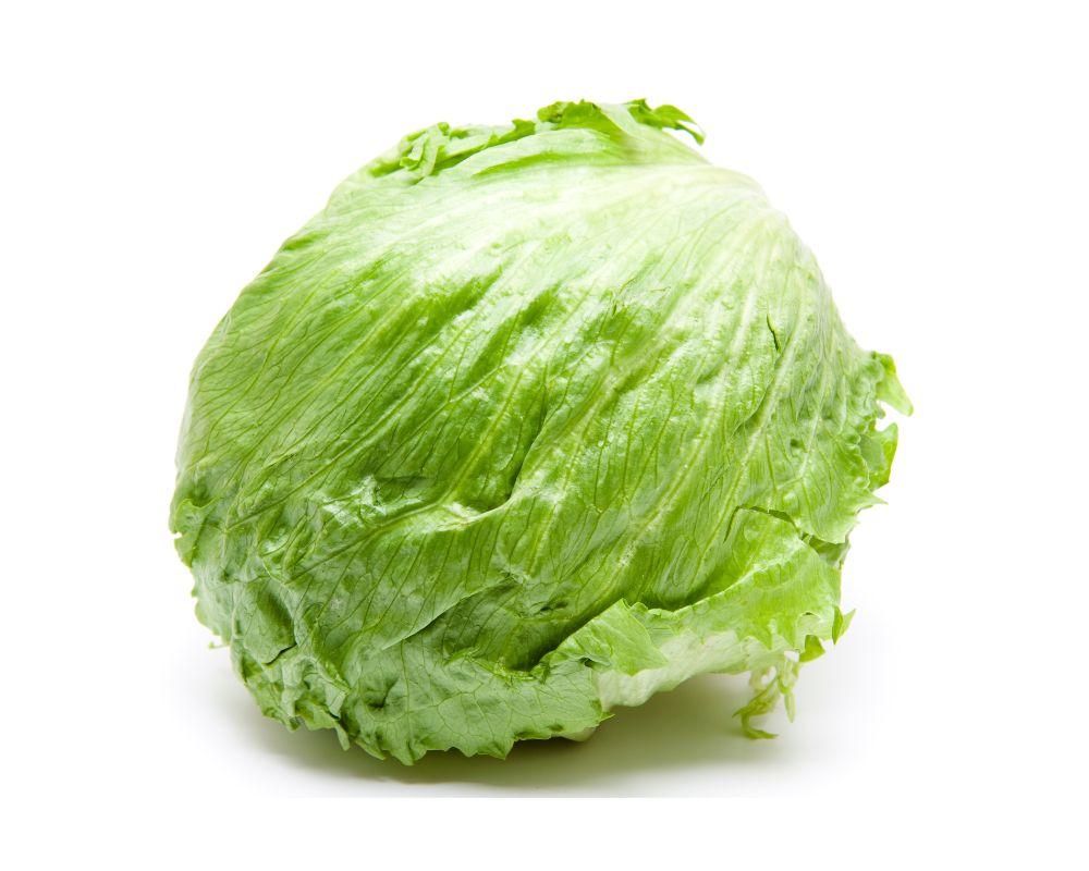 Iceberg Lettuce Export