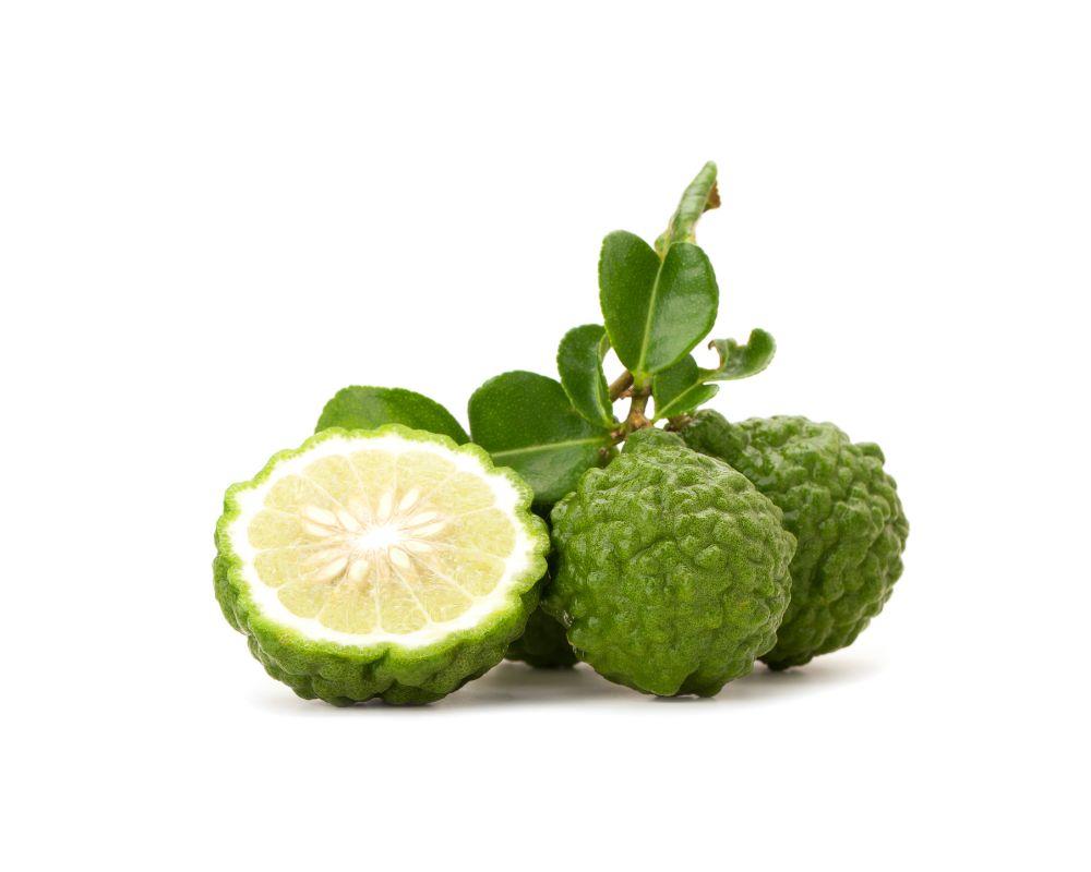 Kaffir Lime Leaves Export