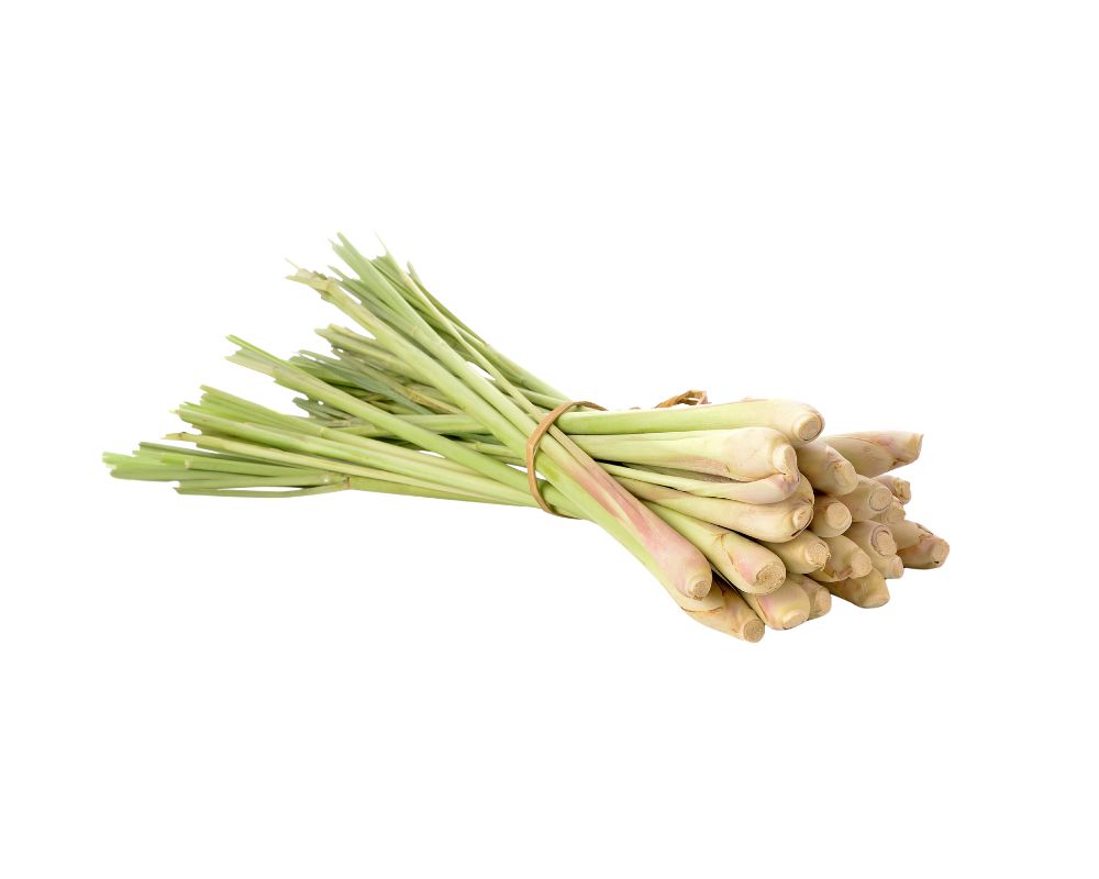 Fresh Lemongrass Export