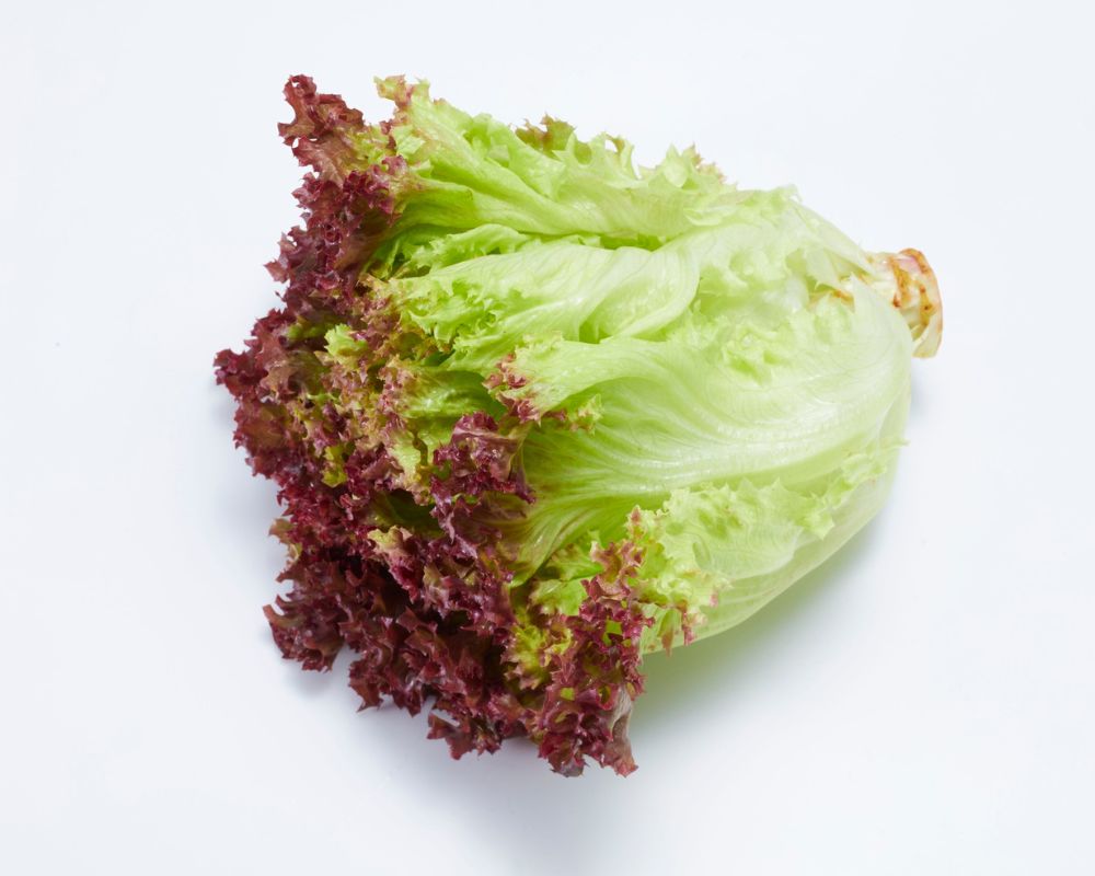 Red Coral Lettuce Export