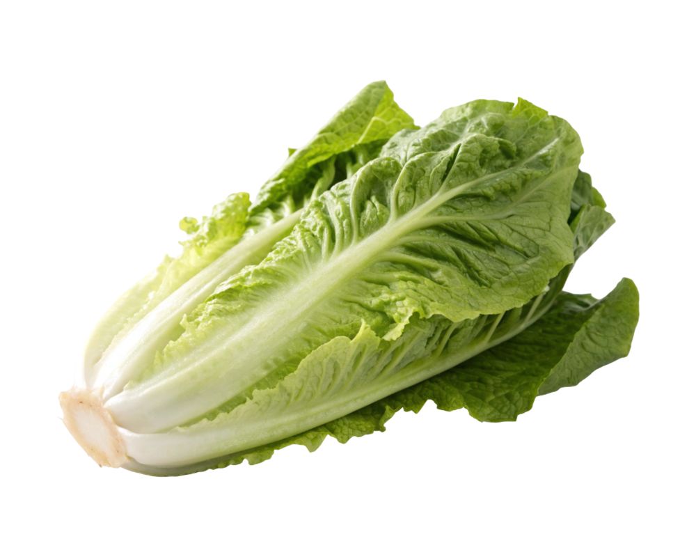 Romaine Lettuce (Cos) Export
